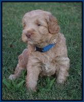 Ivory Harbins pups 5 weeks old 91