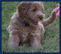 Ivory Harbins pups 6 wks old 1100