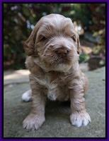 Ivory Harbins 3 wks old 91
