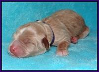 Ivory Harbins newborn 91
