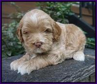 Ivory Harbins pups 4 wks old 71