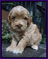 Ivory Harbins pups 4 wks old 81