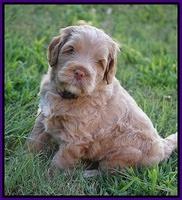 Ivory Harbins pups 5 weeks old 151