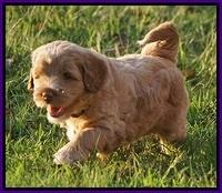 Ivory Harbins pups 5 weeks old 161