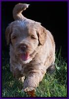 Ivory Harbins pups 5 weeks old 171