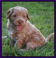 Ivory Harbins pups 5 weeks old 191