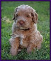 Ivory Harbins pups 5 weeks old 201