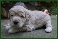 Ivory Harbins 3 wks old 121