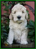 Ivory Harbins pups 6 wks old 121