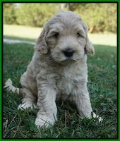 Ivory Harbins pups 6 wks old 141
