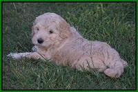 Ivory Harbins pups 6 wks old 21100