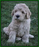 Ivory Harbins pups 7 weeks old 191