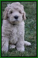 Ivory Harbins pups 7 weeks old 201