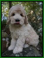 Ivory Harbins pups 8 wks old 201