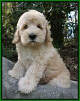 Ivory Harbins pups 8 wks old 211