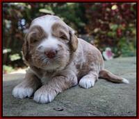 Ivory Harbins 3 wks old 141