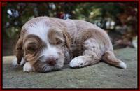 Ivory Harbins 3 wks old 151