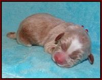 Ivory Harbins newborn 111