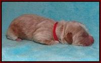 Ivory Harbins newborn 121