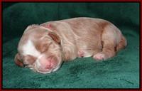 Ivory Harbins pups 1 wk old 101