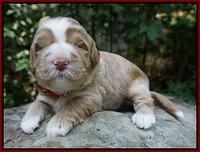 Ivory Harbins pups 2 wks old 101