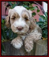 Ivory Harbins pups 6 wks old 111