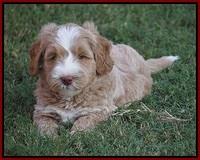 Ivory Harbins pups 6 wks old 17100
