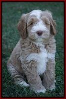 Ivory Harbins pups 7 weeks old 141