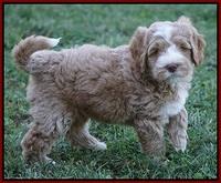 Ivory Harbins pups 7 weeks old 151