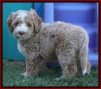 Ivory Harbins pups 7 weeks old 161