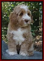 Ivory Harbins pups 8 wks old 161