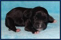 Jetta Texas Newborn pups 14