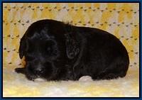 Jetta Texas pups 2 wks old 11