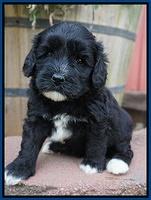 Jetta Texas pups 4 wks old 21