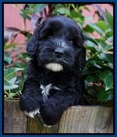 Jetta Texas pups 5 wks old 11