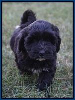 Jetta Texas pups 7 wks old 11