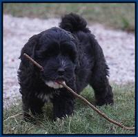 Jetta Texas pups 7 wks old 51