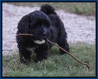 Jetta Texas pups 7 wks old 61