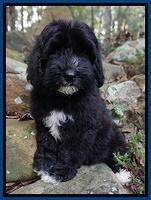 Jetta Texas pups 8 wks old 181