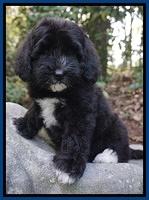 Jetta Texas pups 8 wks old 191