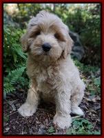 Watts family: Rylee