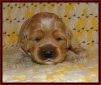 Jetta Texas pups 2 wks old 121