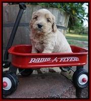 Jetta Texas pups 4 wks old 51