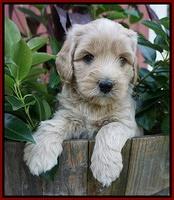 Jetta Texas pups 5 wks old 51