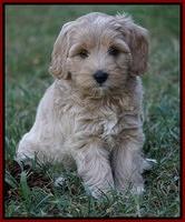 Jetta Texas pups 7 wks old 81