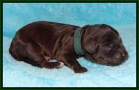 Jetta Texas Newborn pups 64