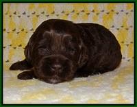 Jetta Texas pups 2 wks old 61