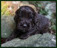Jetta Texas pups 3 wks old 81