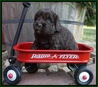 Jetta Texas pups 4 wks old 81