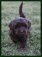 Jetta Texas pups 6 wks old 14100